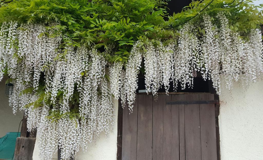 Saint-Pé-Delbosc Les Tilleuls B&B 외부 사진